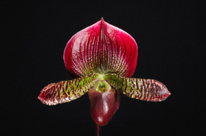 Paphiopedilum Hsinying Ruby Web Jamboree Flame HCC 75